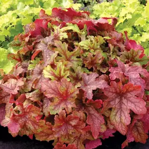 Heucherella 'Alabama Sunrise' - image 4