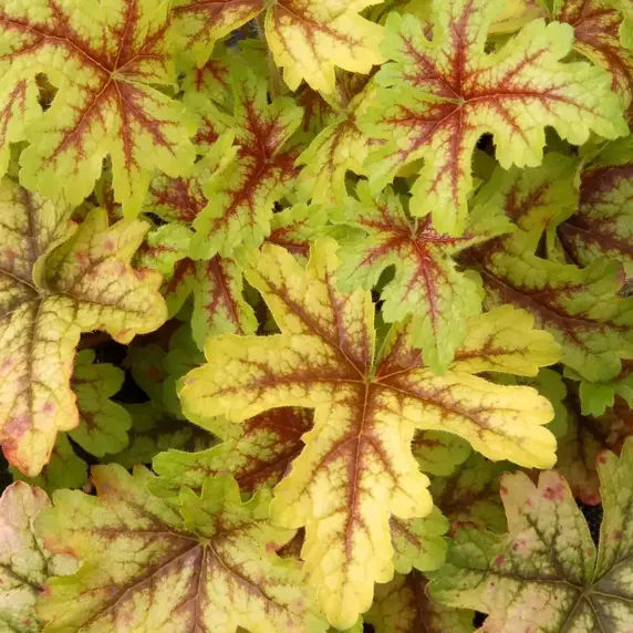 Heucherella 'Alabama Sunrise' - image 5