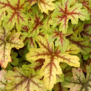 Heucherella 'Alabama Sunrise' - image 5