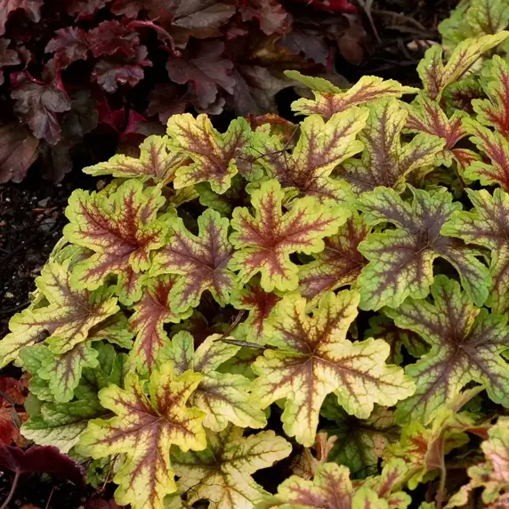 Heucherella 'Alabama Sunrise' - image 6