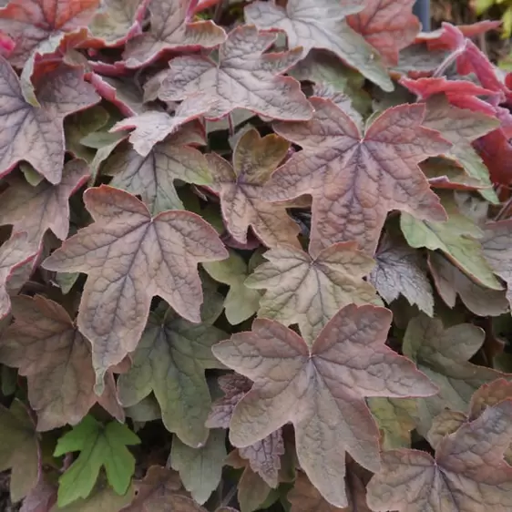 Heucherella 'Art Deco'