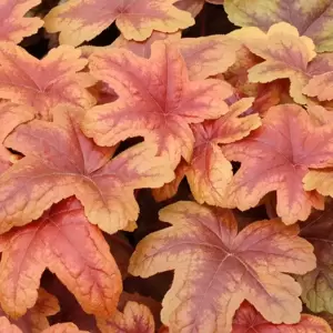 Heucherella 'Brass Lantern’℗ - Photo(s) courtesy of TERRA NOVA® Nurseries, Inc.