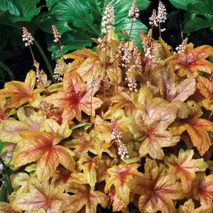 Heucherella 'Brass Lantern’℗ - Photo(s) courtesy of TERRA NOVA® Nurseries, Inc.