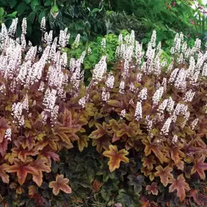 Heucherella 'Brass Lantern’℗ - Photo(s) courtesy of TERRA NOVA® Nurseries, Inc.