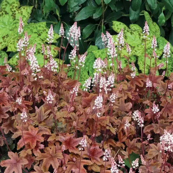 Heucherella 'Brass Lantern’℗ - Photo(s) courtesy of TERRA NOVA® Nurseries, Inc.