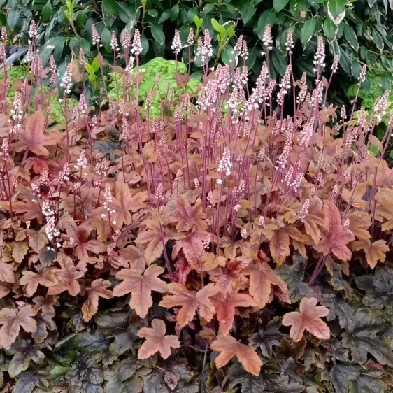 Heucherella 'Brass Lantern’℗ - Photo(s) courtesy of TERRA NOVA® Nurseries, Inc.