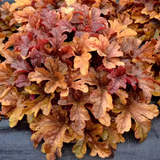 Heucherella 'Buttered Rum’℗ - Photo(s) courtesy of TERRA NOVA® Nurseries, Inc.