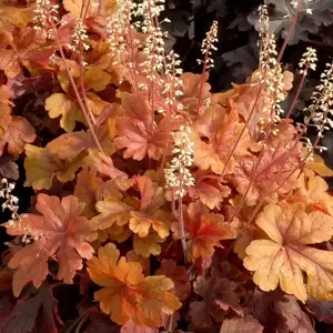 Heucherella 'Buttered Rum’℗ - Photo(s) courtesy of TERRA NOVA® Nurseries, Inc.