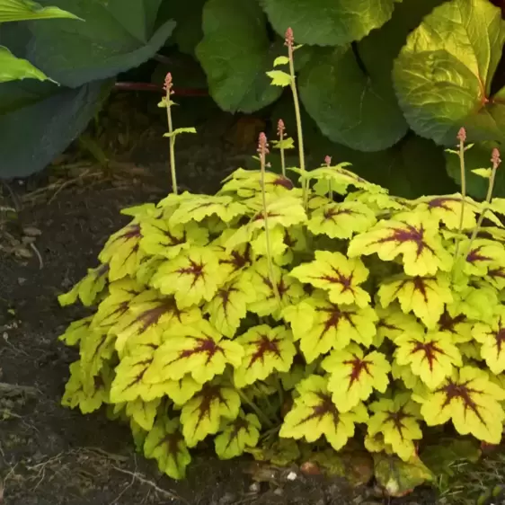 Heucherella 'Catching Fire’℗ - Photo courtesy of Walters Gardens, Inc