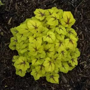 Heucherella 'Catching Fire’℗ - Photo courtesy of Walters Gardens, Inc