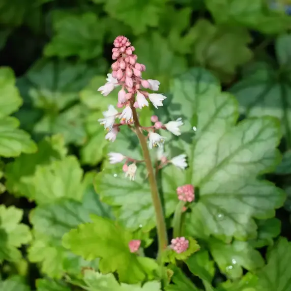 Heucherella 'Diamond Revolution' - image 1