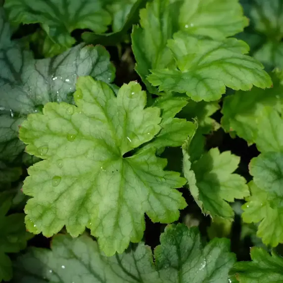 Heucherella 'Diamond Revolution' - image 2