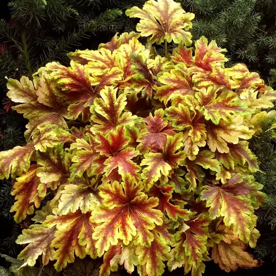 Heucherella 'Gold Zebra'℗ - Photo(s) courtesy of TERRA NOVA® Nurseries, Inc.