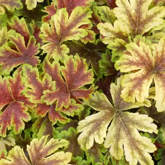 Heucherella 'Gold Zebra'℗ - Photo(s) courtesy of TERRA NOVA® Nurseries, Inc.