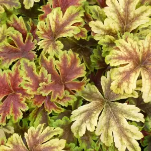 Heucherella 'Gold Zebra'℗ - Photo(s) courtesy of TERRA NOVA® Nurseries, Inc.