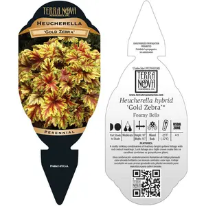 Heucherella 'Gold Zebra'℗ - Photo(s) courtesy of TERRA NOVA® Nurseries, Inc.