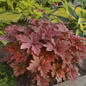 Heucherella 'Hopscotch’℗ - Photo courtesy of Walters Gardens, Inc