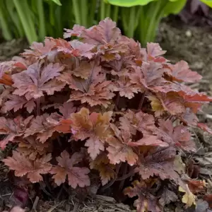 Heucherella 'Hopscotch’℗ - Photo courtesy of Walters Gardens, Inc