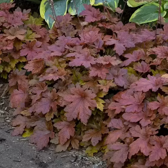 Heucherella 'Hopscotch’℗ - Photo courtesy of Walters Gardens, Inc