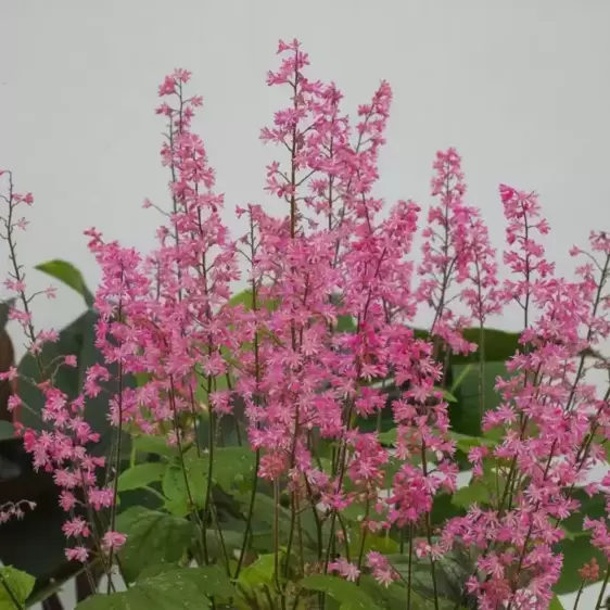 Heucherella 'Pink Revolution’℗ - Photo courtesy of Plants Nouveau, LLC