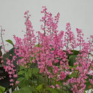 Heucherella 'Pink Revolution’℗ - Photo courtesy of Plants Nouveau, LLC