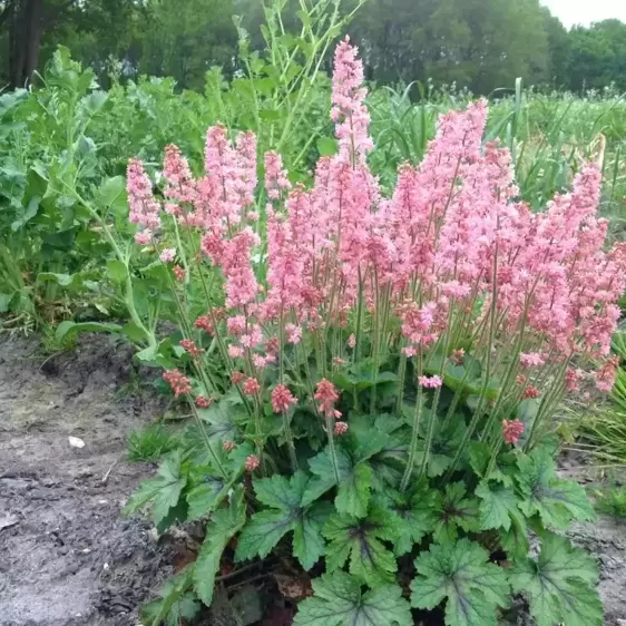 Heucherella 'Pink Revolution’℗ - Photo courtesy of Plants Nouveau, LLC