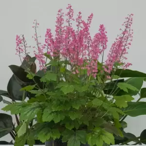 Heucherella 'Pink Revolution’℗ - Photo courtesy of Plants Nouveau, LLC