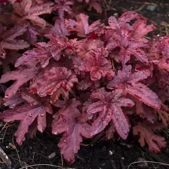 Heucherella 'Red Rover’℗ - Photo courtesy of Walters Gardens, Inc