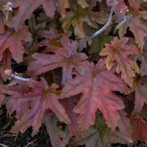 Heucherella 'Red Rover’℗ - Photo courtesy of Walters Gardens, Inc