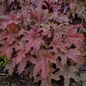 Heucherella 'Red Rover’℗ - Photo courtesy of Walters Gardens, Inc