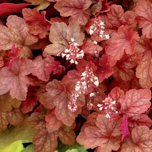 Heucherella 'Redstone Falls’℗ - Photo(s) courtesy of TERRA NOVA® Nurseries, Inc.