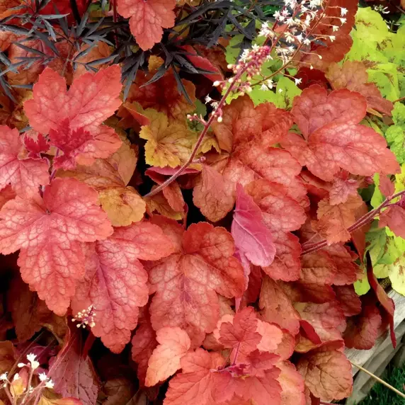 Heucherella 'Redstone Falls’℗ - Photo(s) courtesy of TERRA NOVA® Nurseries, Inc.