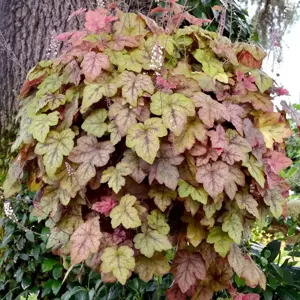Heucherella 'Redstone Falls’℗ - Photo(s) courtesy of TERRA NOVA® Nurseries, Inc.
