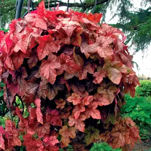 Heucherella 'Redstone Falls’℗ - Photo(s) courtesy of TERRA NOVA® Nurseries, Inc.