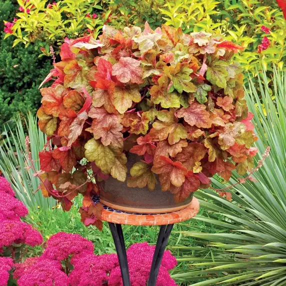 Heucherella 'Redstone Falls’℗ - Photo(s) courtesy of TERRA NOVA® Nurseries, Inc.
