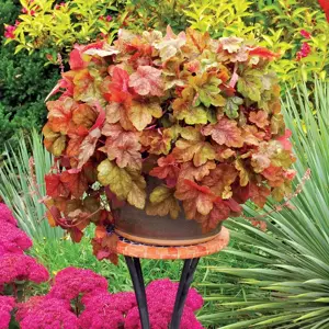 Heucherella 'Redstone Falls’℗ - Photo(s) courtesy of TERRA NOVA® Nurseries, Inc.