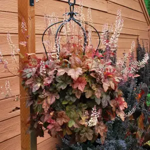 Heucherella 'Redstone Falls’℗ - Photo(s) courtesy of TERRA NOVA® Nurseries, Inc.