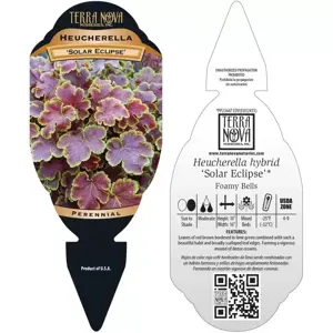 Picture Credit - TERRA NOVA® Nurseries, Inc. www.terranovanurseries.com