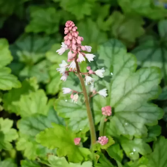 Heucherella 'White Revolution' 2L - image 1