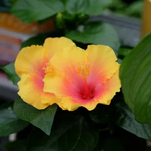 Hibiscus 'Apollo'