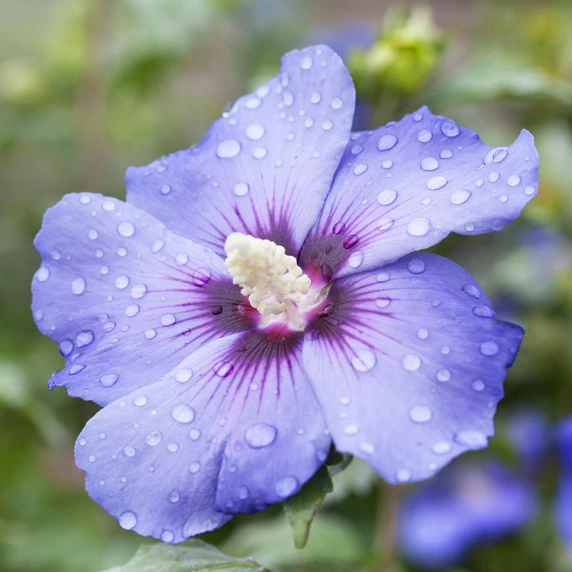 Hibiscus syriacus 'Blue Bird' - image 1