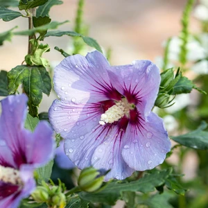 Hibiscus syriacus 'Blue Bird' - image 2