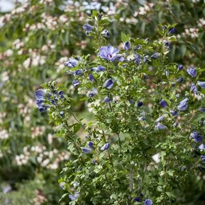 Hibiscus syriacus 'Blue Bird' - image 3