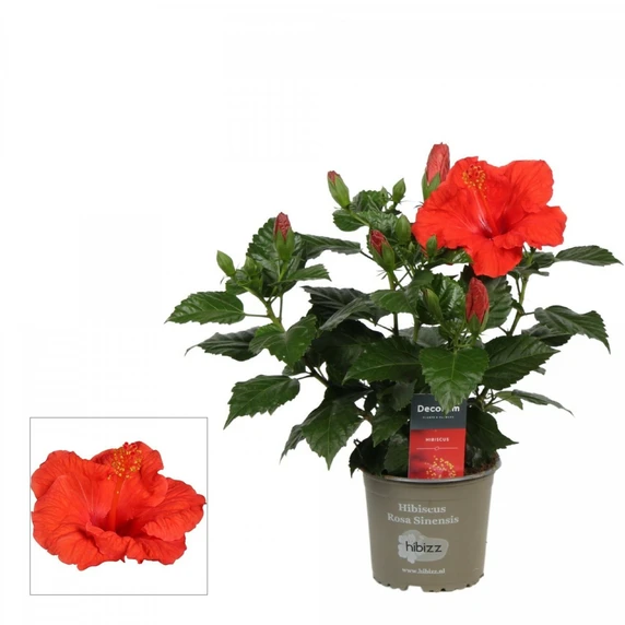 Hibiscus 'Bordeaux Red'