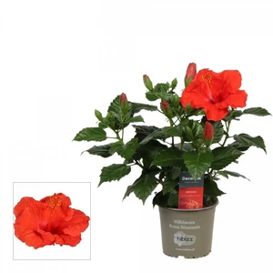 Hibiscus 'Bordeaux Red'