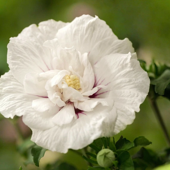 Hibiscus syriacus 'China Chiffon' - image 2
