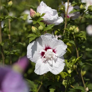 Hibiscus syriacus 'China Chiffon' - image 1
