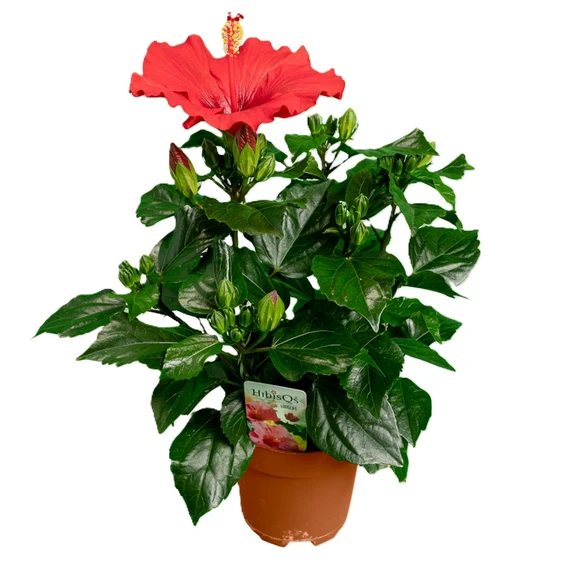 Hibiscus 'Eos Red'