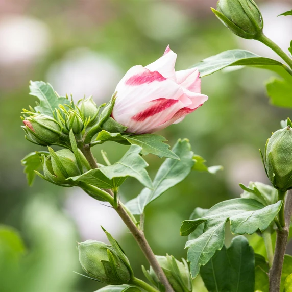 Hibiscus syriacus 'Hamabo' - image 2