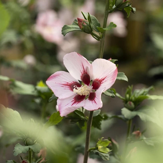Hibiscus syriacus 'Hamabo' - image 1